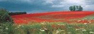 Poppy Field postcards